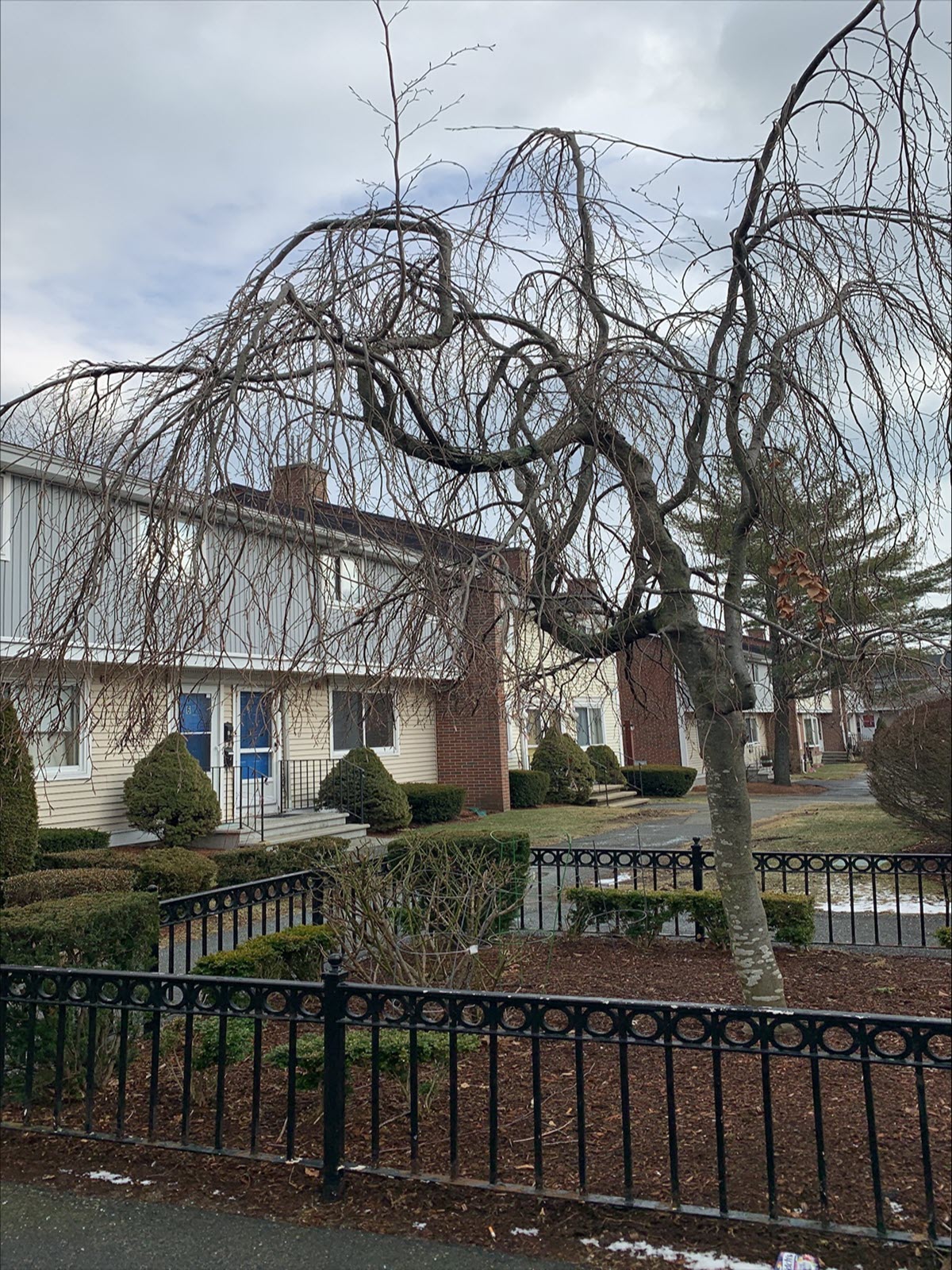 a large tree in front of a house